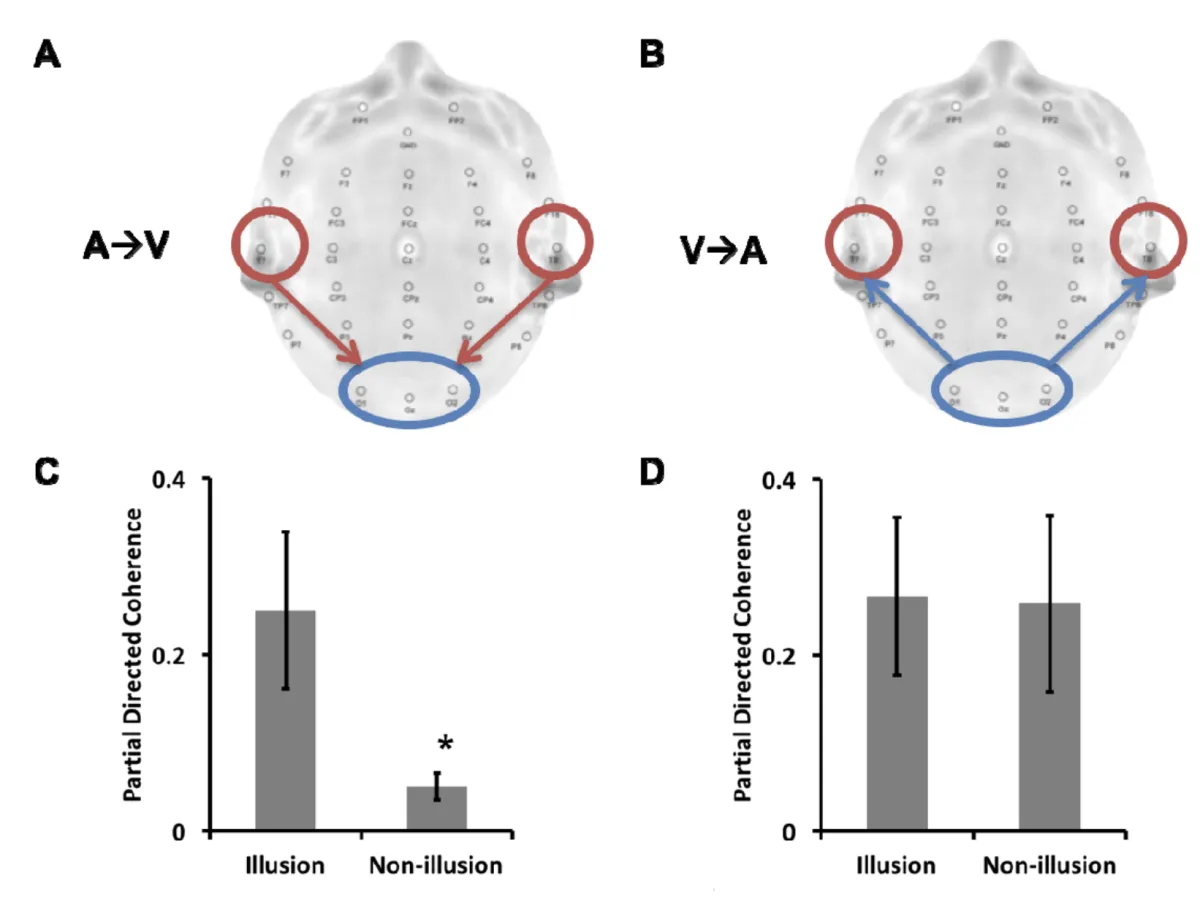 EEG auditory-to-visual directional coherence in multisensory illusion